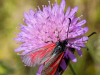 Zygaena minos Everöds motorcrossbana, Kristianstad, Skåne, Sweden 20140717_0243