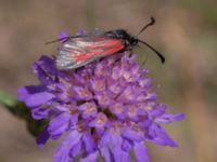 Zygaena minos Everöds motorcrossbana, Kristianstad, Skåne, Sweden 20140717_0274