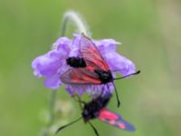 Zygaena minos Snörum, Västervik, Småland, Sweden 20150712_0579