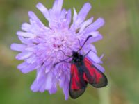 Zygaena minos Snörum, Västervik, Småland, Sweden 20150712_0581