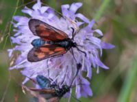 Zygaena viciae Dammarp Möllarp, Hässleholm, Skåne, Sweden 20140720_0226