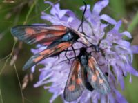 Zygaena viciae Dammarp Möllarp, Hässleholm, Skåne, Sweden 20140720_0229