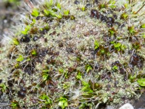 Bilimbia sabuletorum - Six-celled Moss Dot Lichen - Brokig kalkmosslav