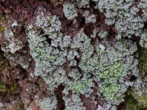 Cladonia caespiticia - Flikbägarlav