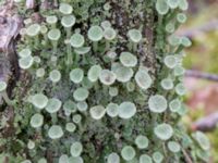 Cladonia fimbriata Krokatorpet, 350 m NV, Osby, Skåne, Sweden 20240702_0109