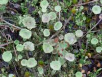 Peltigera fimbriata Valenciagatan, Malmö, Skåne, Sweden 20241028_0020