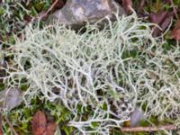 Cladonia furcata Terminalgatan, Malmö, Skåne, Sweden 20241212_0001