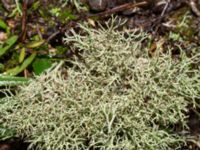 Cladonia furcata Terminalgatan, Malmö, Skåne, Sweden 20241214_0009