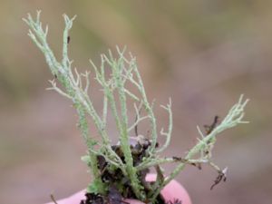 Cladonia scabriuscula - Mealy Forked Lichen - Sträv bägarlav