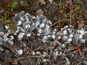 Peltigera rufescens - Krusig filtlav