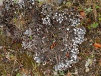 Peltigera rufescens Kärråkra, Hässleholm, Skåne, Sweden 20240702_0071