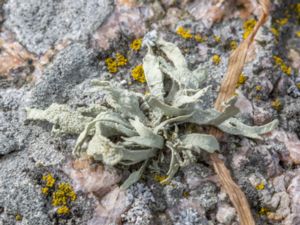 Ramalina polymorpha - Sea Ivory - Fågeltoppsbrosklav