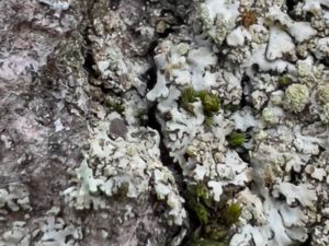 Tremella phaeophysciae