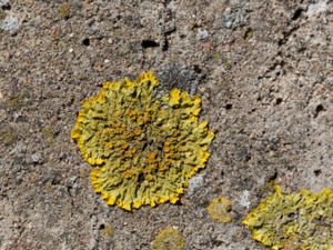 Xanthoria parietina - Common Orange Lichen - Vägglav