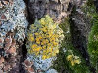 Xanthoria parietina Tygelsjö kyrka, Malmö, Skåne, Sweden 20230211_0238