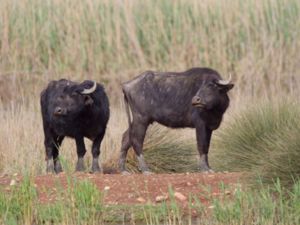 Bububalus bubalis - Water Buffalo - Vattenbuffel