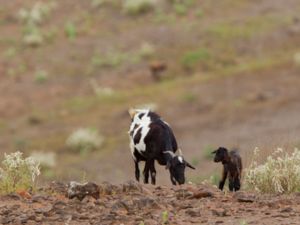 Capra aegagrus hircus - Domestic Goat - Tamget