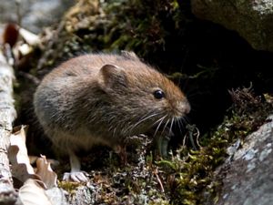 Clethrionomys glareolus - Bank Vole - Skogssork