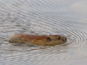 Clethrionomys rutilus - Northern Red-backed Vole - Rödsork