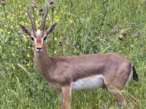 Gazella gazella - Mountain Gazelle - Arabisk gasell