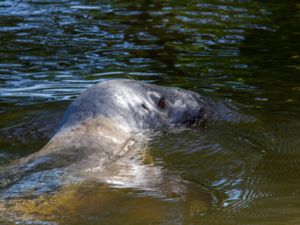 Halichoerus grypus - Grey Seal - Gråsäl