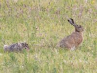 Lepus europaeus Käglinge hästbacke, Malmö, Skåne, Sweden 20240609_0032