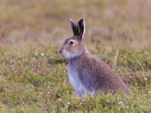 Lepus othus - Alaskan Hare - Alaskahare