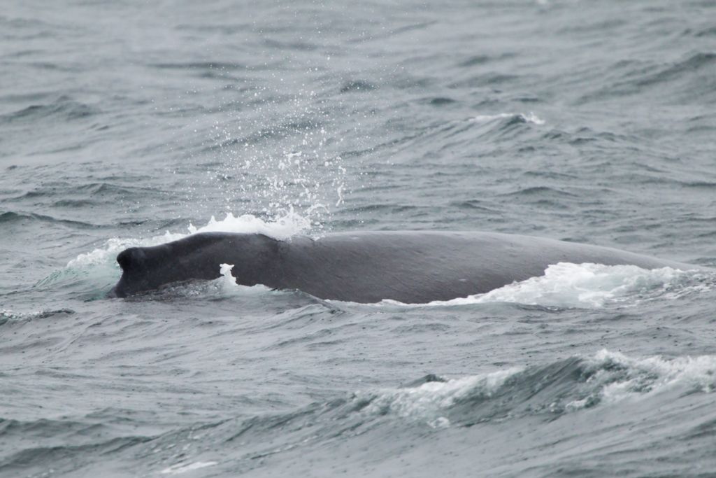 Megaptera novaeangliae - Humpback Whale - Knölval