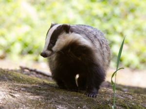 Meles meles - European Badger - Europeisk grävling