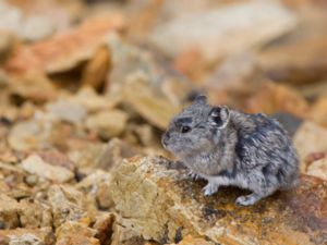 Ochotona collaris - Collared Pika - Alaskapiphare