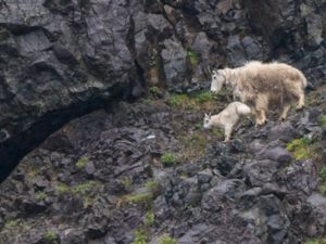 Oreamnos americanus - Mountain Goat - Snöget