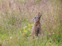 Oryctolagus cuniculus Bågskyttedungen, Ribersborg, Malmö, Skåne, Sweden 20240619_0067