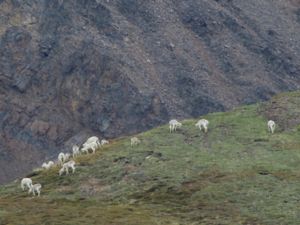 Ovis dalli - Dall Sheep - Amerikanskt snöfår