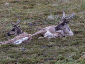 Rangifer tarandus - Reindeer - Ren