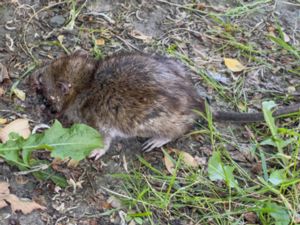 Rattus norvegicus - Brown Rat - Brunråtta