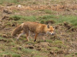 Vulpes vulpes - Red Fox - Rödräv