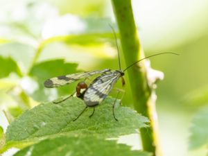 Panorpa communis - Common Scorpionfly - Vanlig skorpionslända