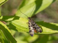 Panorpa vulgaris Husie mosse, Malmö, Skåne, Sweden 20150809_0023