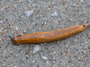 Arion vulgaris - Spanish Slug - Mördarsnigel