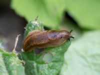 Arion vulgaris Svanetorpsvägen, Åkarp, Lomma, Skåne, Sweden 20150528_0108