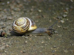 Cepaea hortensis - White-lipped snail - Trädgårdssnäcka