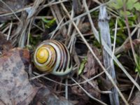 Cepaea hortensis Alunbruket, Andrarum, Tomelilla, Skåne, Sweden 20170402_0019