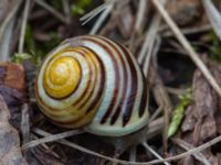 Cepaea hortensis Alunbruket, Andrarum, Tomelilla, Skåne, Sweden 20170402_0020