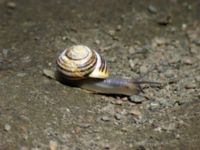 Cepaea hortensis Klagshamns udde, Malmö, Skåne, Sweden 20050609 040