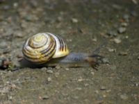 Cepaea hortensis Klagshamns udde, Malmö, Skåne, Sweden 20050609B 042