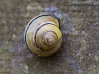 Cepaea nemoralis Alnarpsparken, Lomma, Skåne, Sweden 20140406_0010