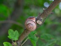 Cepaea nemoralis Banvallen Handikappbadet, Ribersborg, Malmö, Skåne, Sweden 20220625_0014