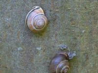 Cepaea nemoralis Björkskogen, Klagshamns udde, Malmö, Skåne, Sweden 20240729_0289