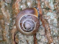 Cepaea nemoralis Eket, Toarp, Malmö, Skåne, Sweden 20230726_0283