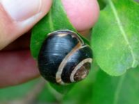 Cepaea nemoralis Isaksdal, Frösakull, Halmstad, Halland, Sweden 20190715_0621